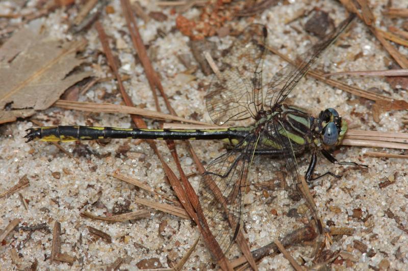 Oklahoma Clubtail Photo by Terry Hibbitts