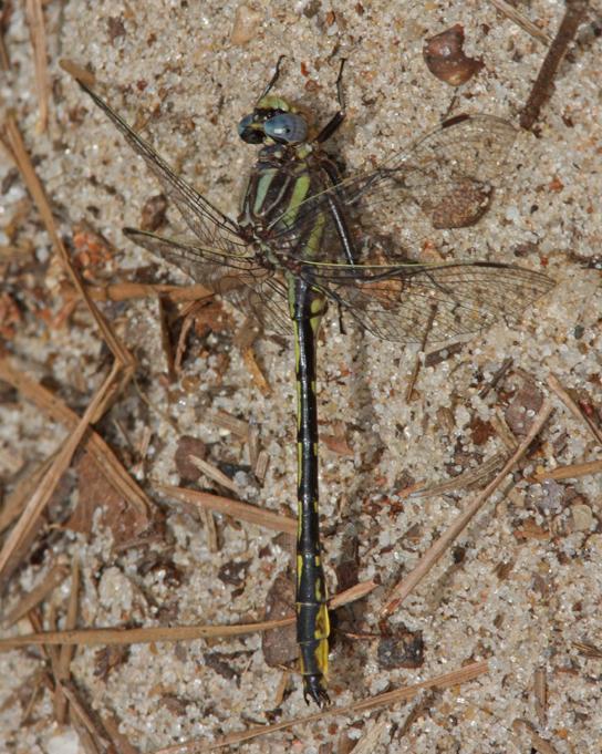 Oklahoma Clubtail Photo by Terry Hibbitts