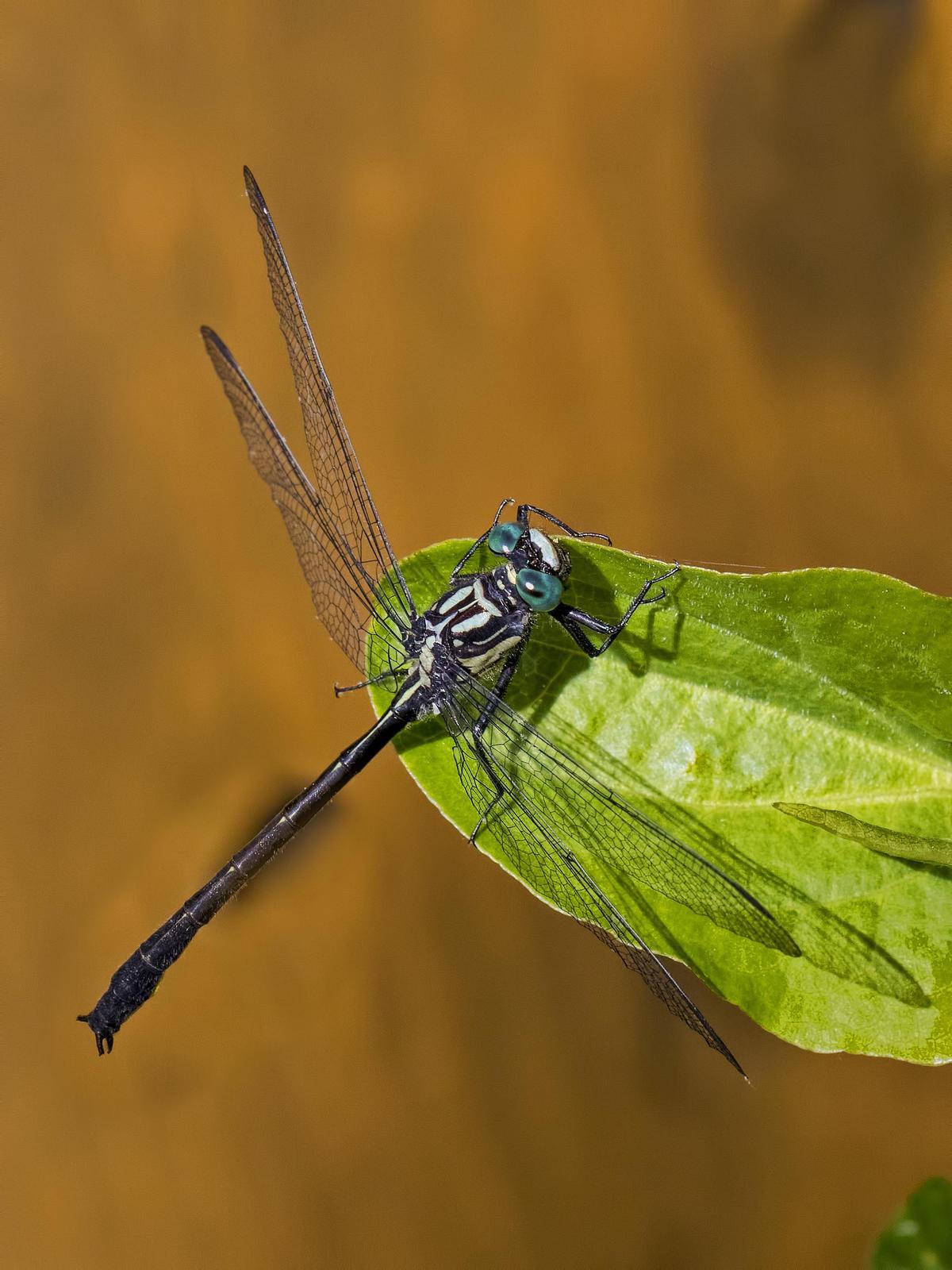 Sable Clubtail Photo by Michael Moore