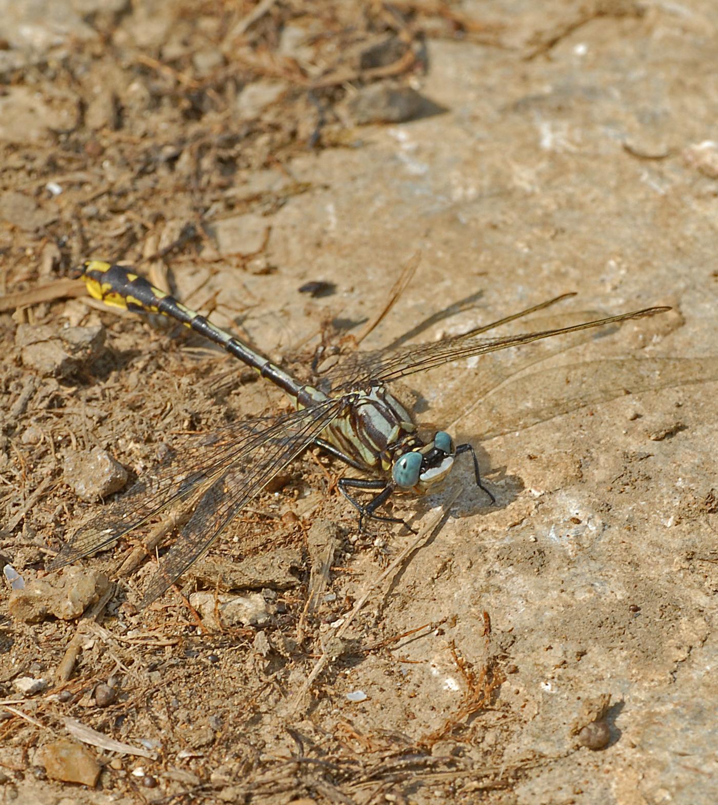 Tennessee Clubtail Photo by marion dobbs