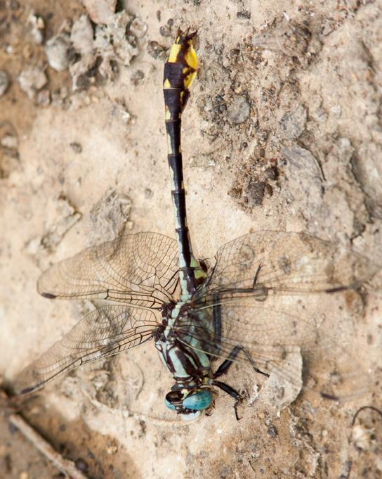Tennessee Clubtail Photo by Terry Hibbitts