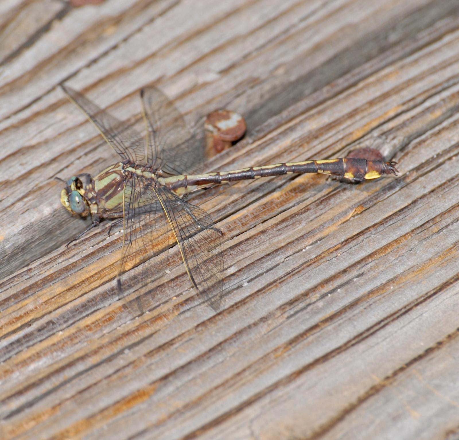 Septima's Clubtail Photo by marion dobbs