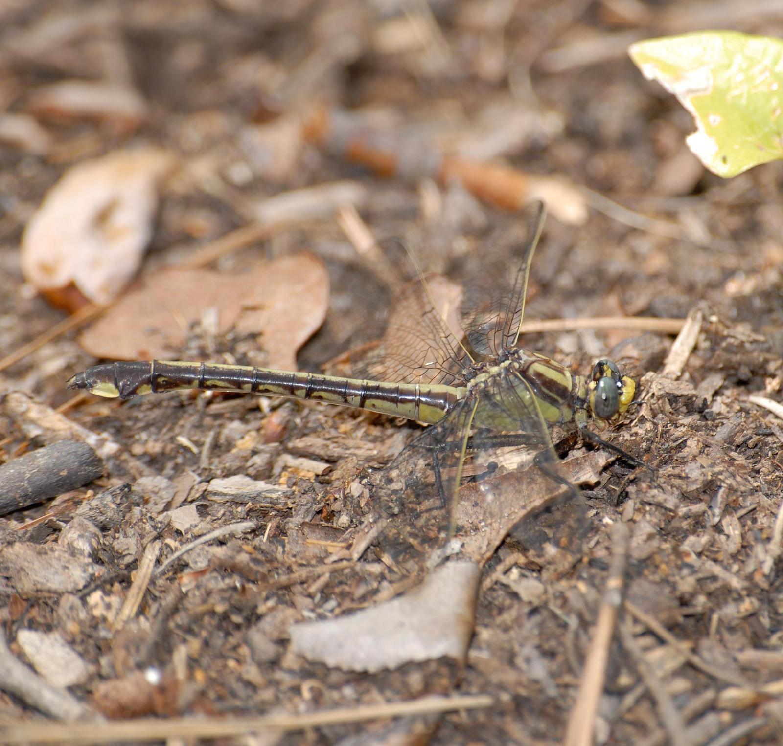 Septima's Clubtail Photo by marion dobbs
