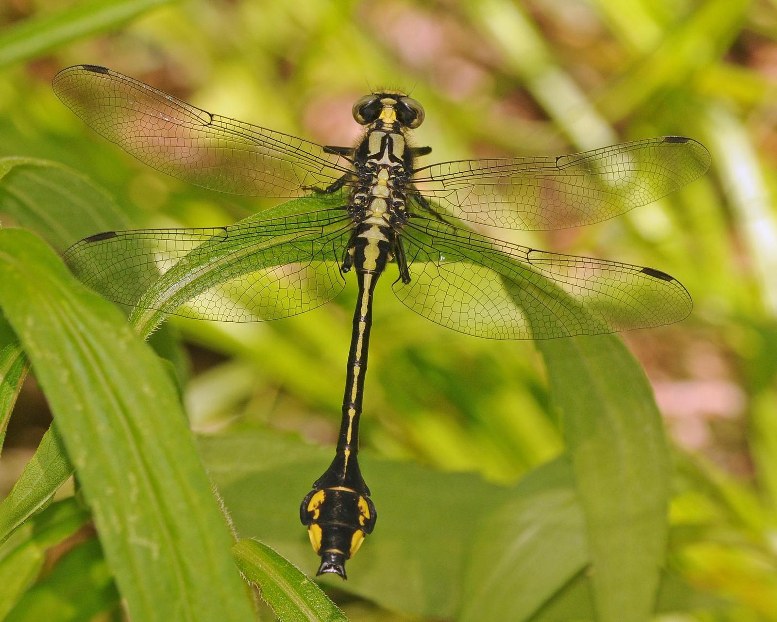 Skillet Clubtail Photo by marion dobbs