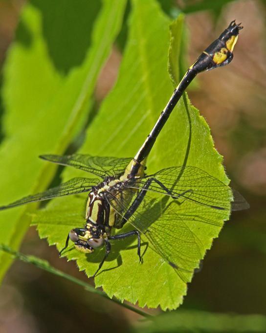 Skillet Clubtail Photo by Terry Hibbitts