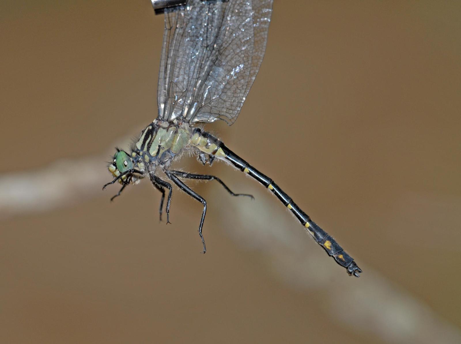 Green-faced Clubtail Photo by marion dobbs