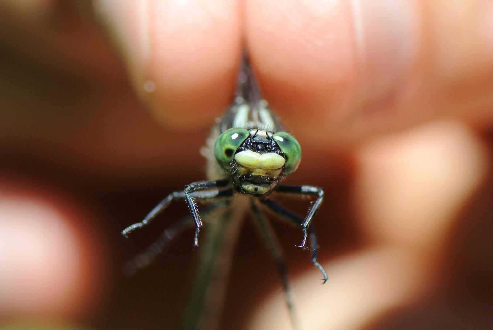 Green-faced Clubtail Photo by paul massey