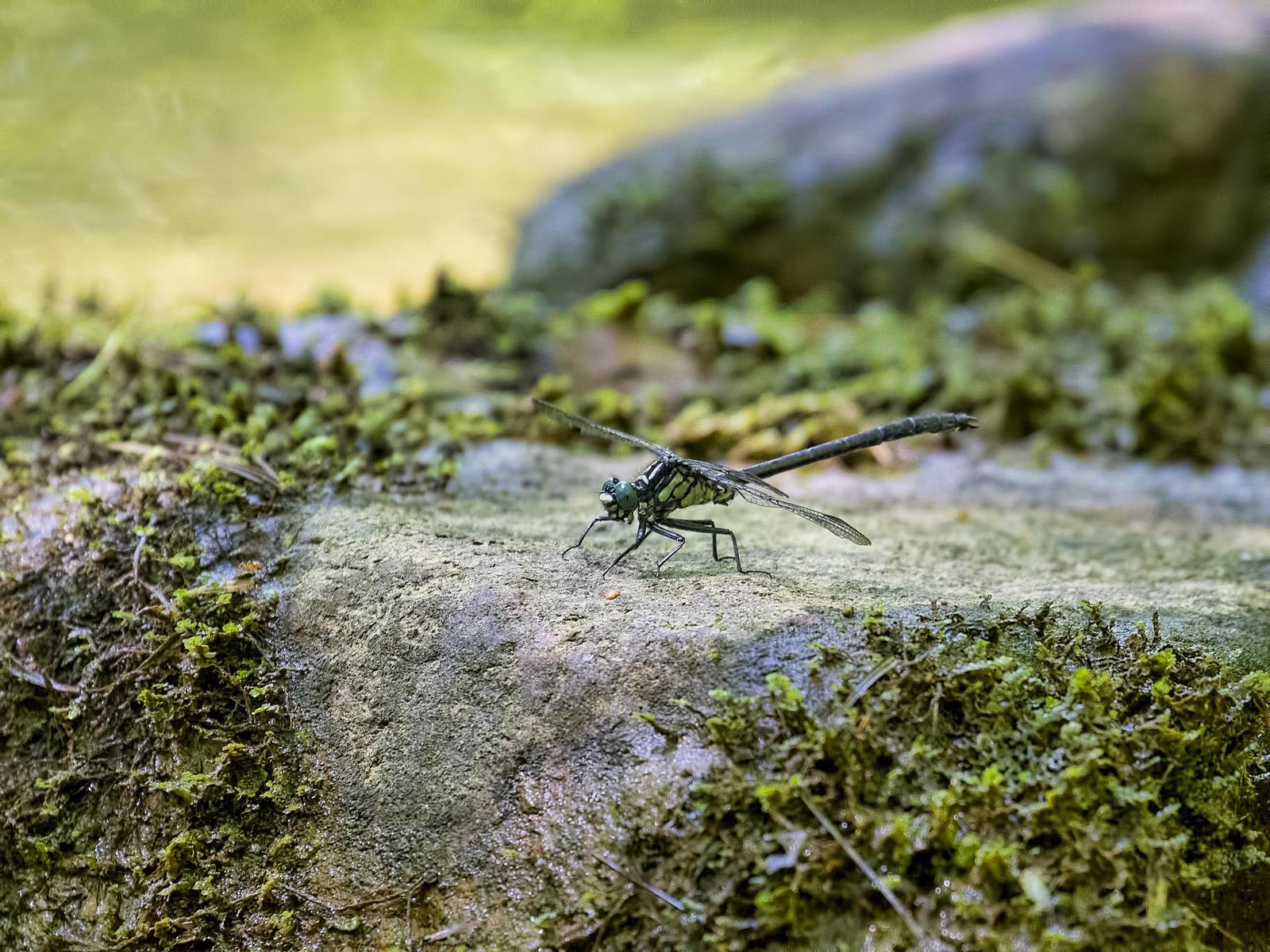 Northern Pygmy Clubtail Photo by Michael Moore