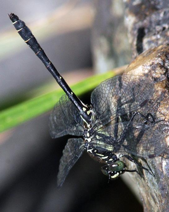 Northern Pygmy Clubtail Photo by Terry Hibbitts