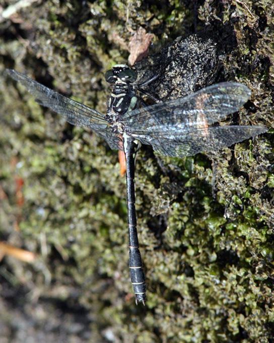 Northern Pygmy Clubtail Photo by Terry Hibbitts