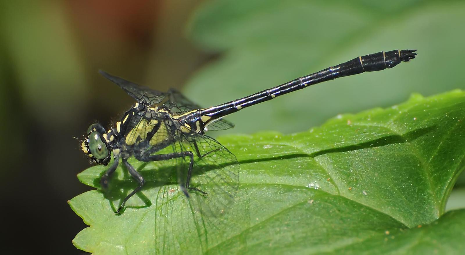 Southern Pygmy Clubtail Photo by marion dobbs
