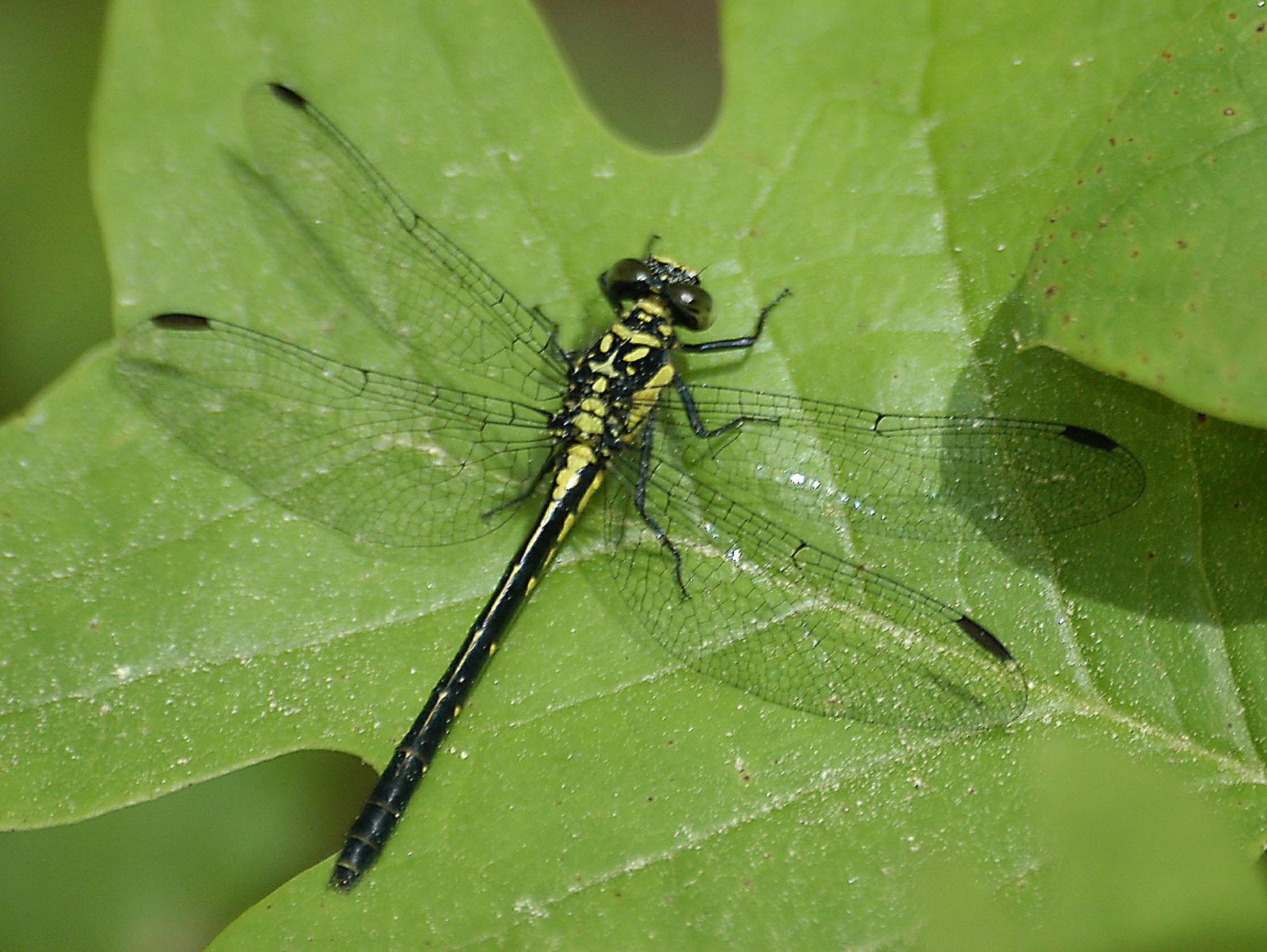 Southern Pygmy Clubtail Photo by marion dobbs