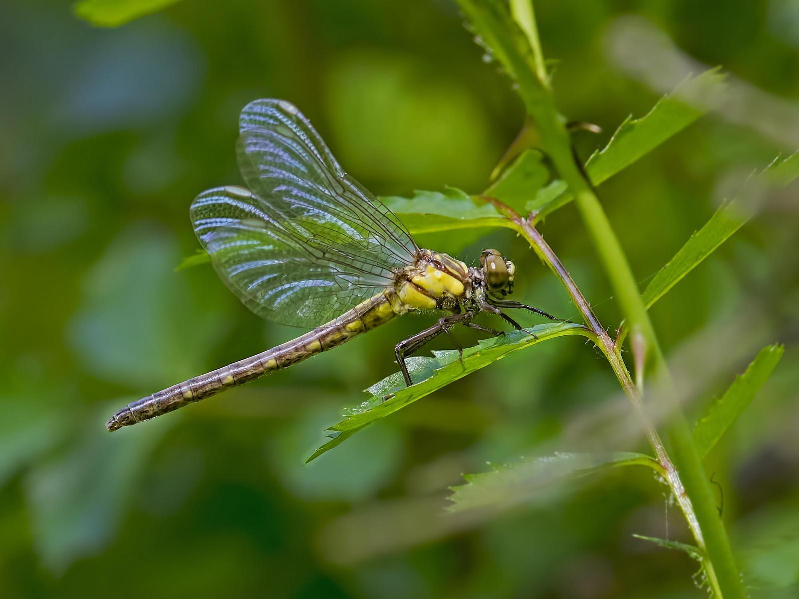 Southern Pygmy Clubtail Photo by Michael Moore