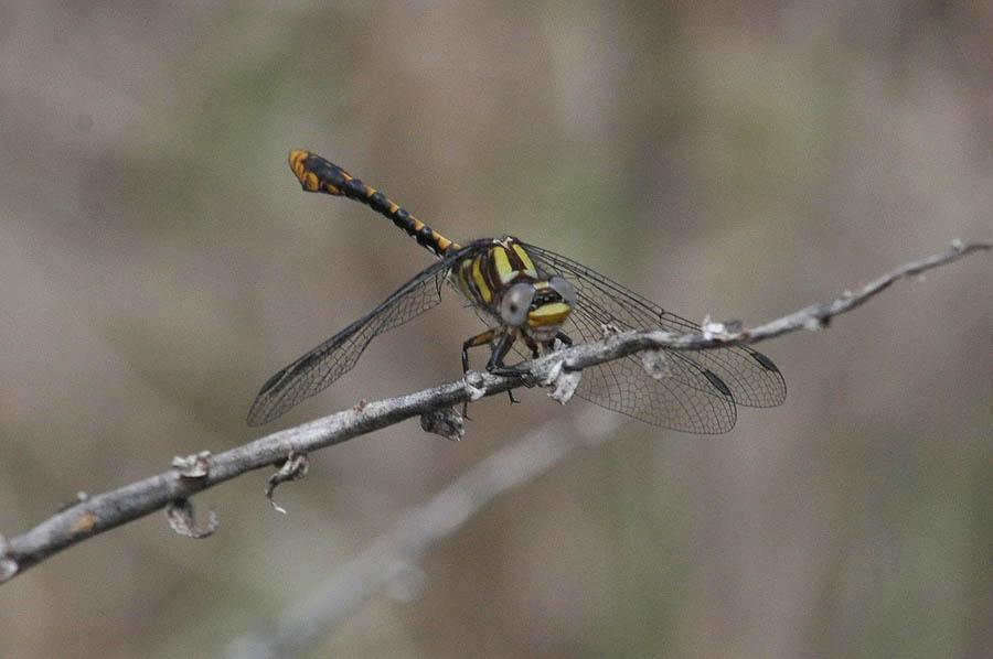 Southern Snaketail Photo by Troy Hibbits