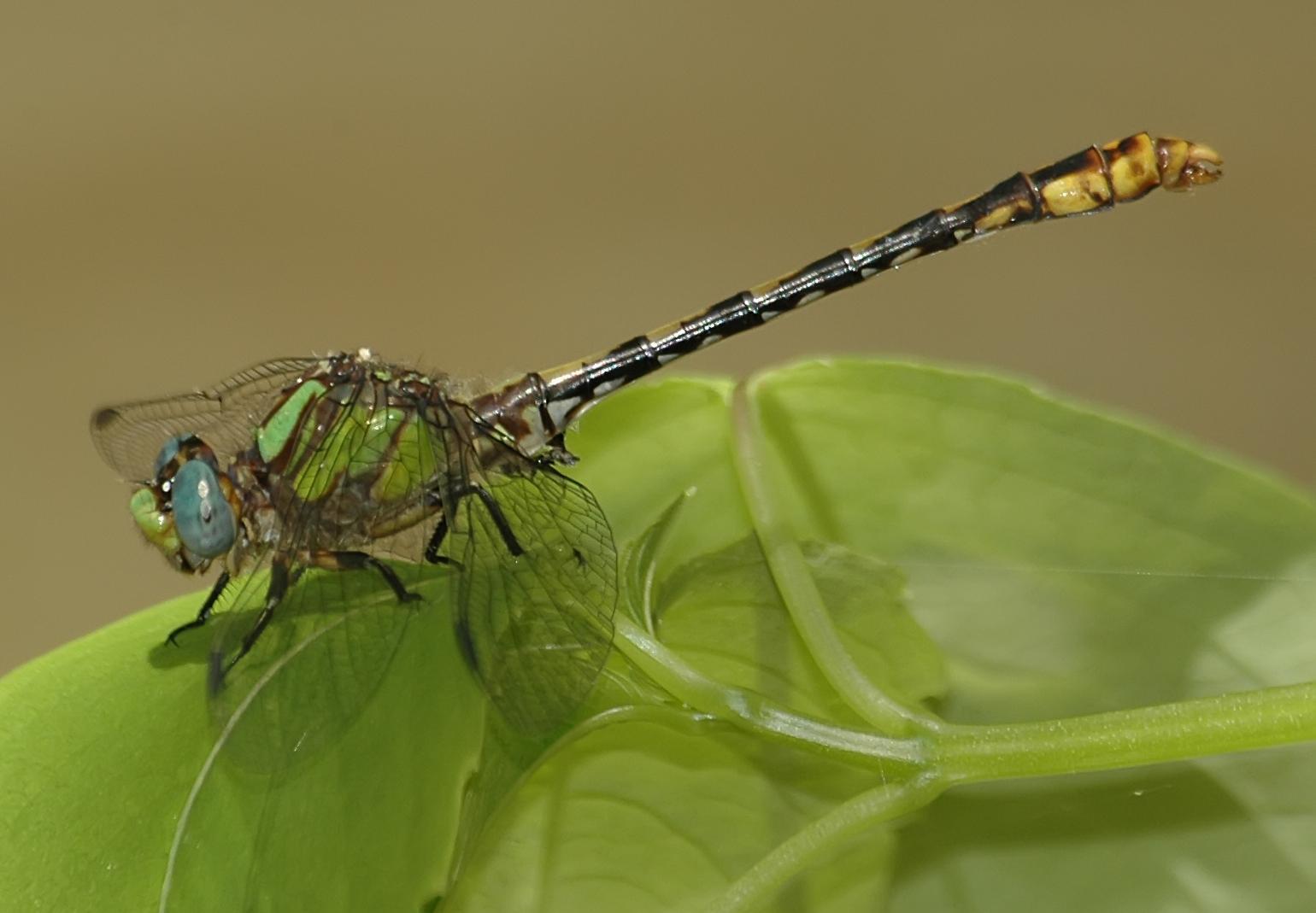 Appalachian Snaketail Photo by marion dobbs
