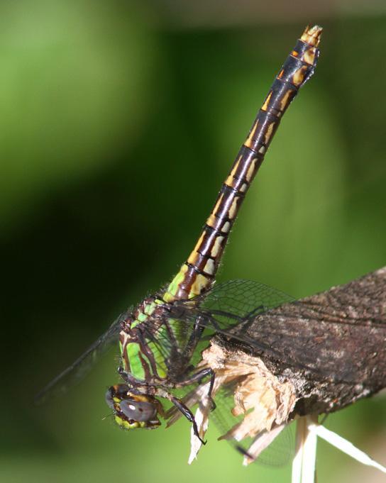 St. Croix Snaketail Photo by Terry Hibbitts