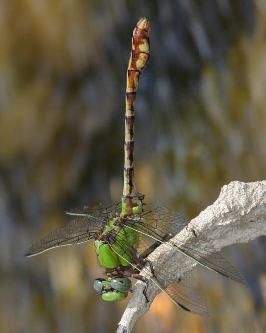 Westfall's Snaketail Photo by Terry Hibbitts