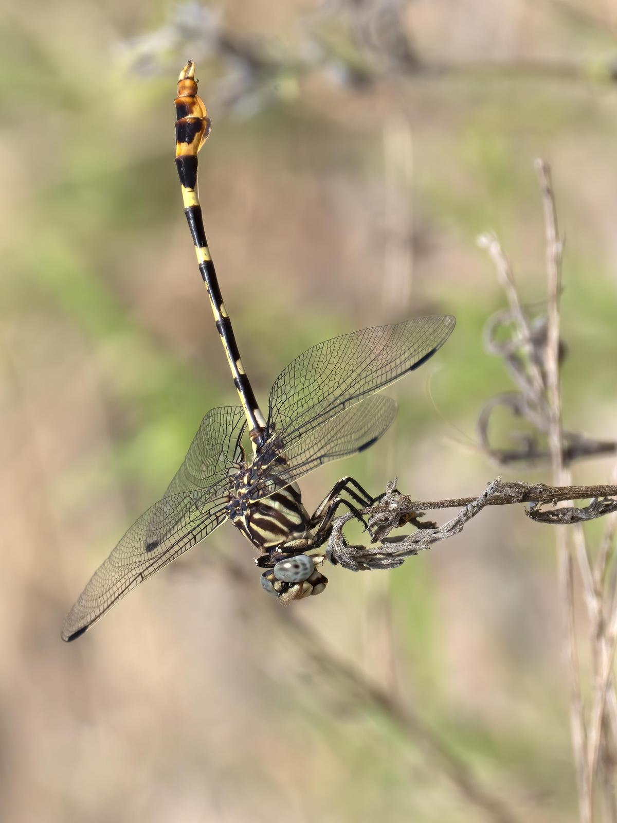Four-striped Leaftail Photo by Michael Moore