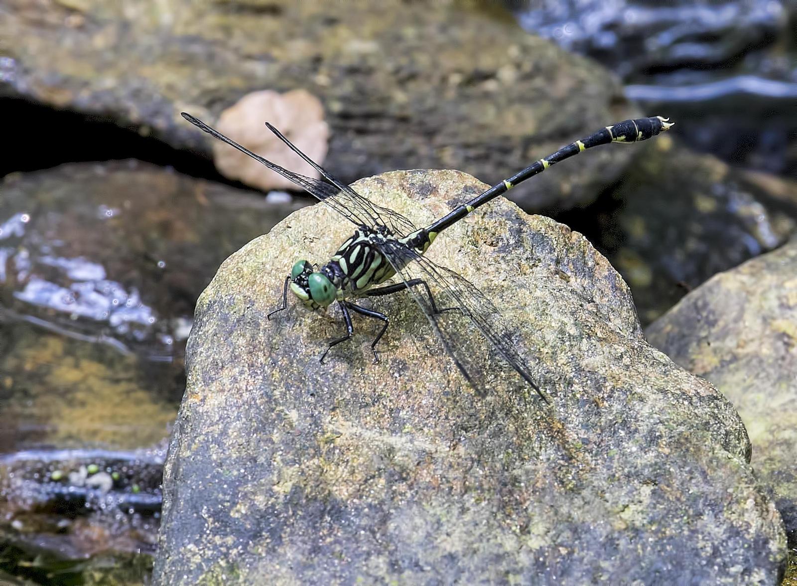 Eastern Least Clubtail Photo by Michael Moore