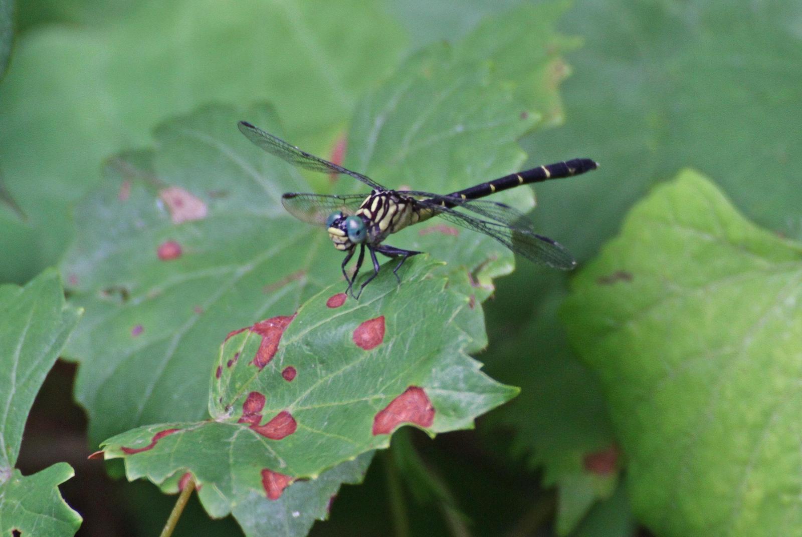 Eastern Least Clubtail Photo by Andrew Theus