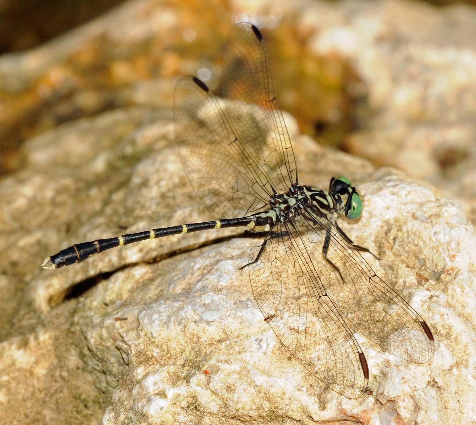 Interior Least Clubtail Photo by marion dobbs