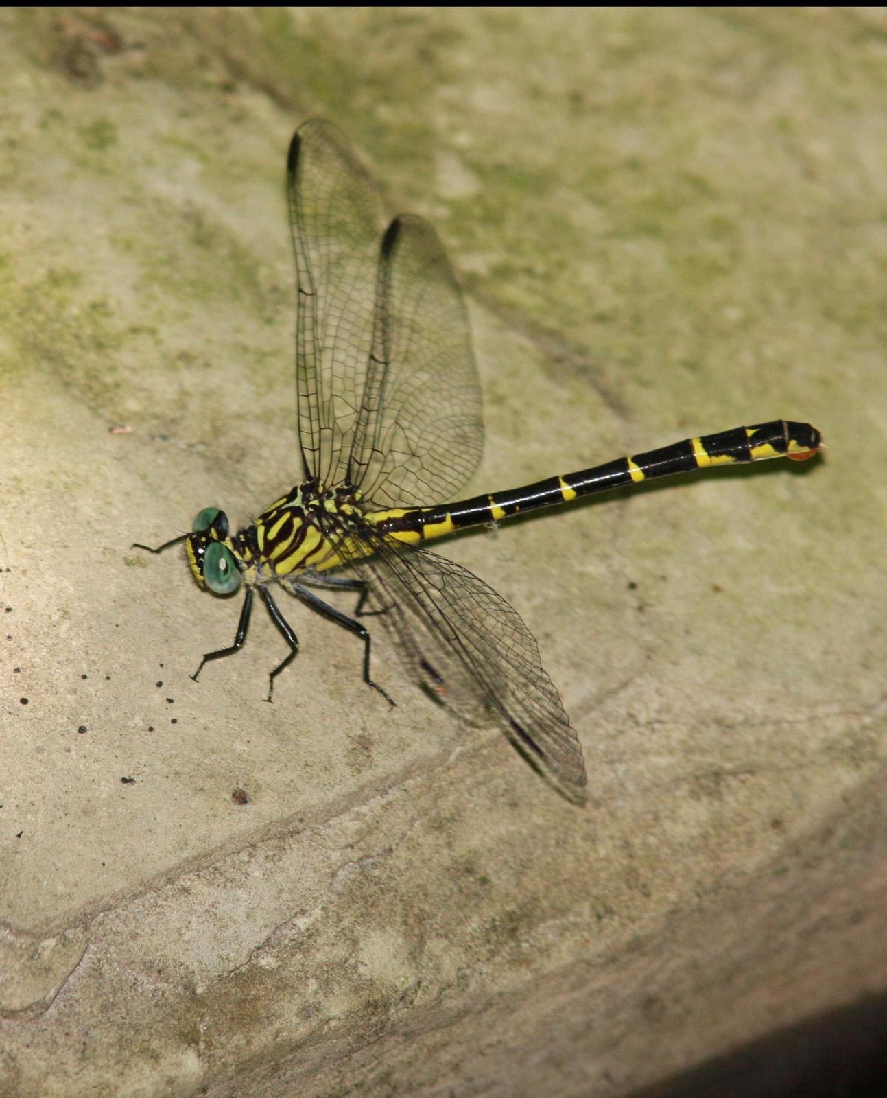 Interior Least Clubtail Photo by Terry Hibbitts