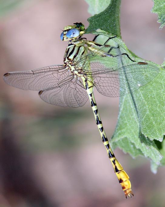 Brimstone Clubtail Photo by Terry Hibbitts