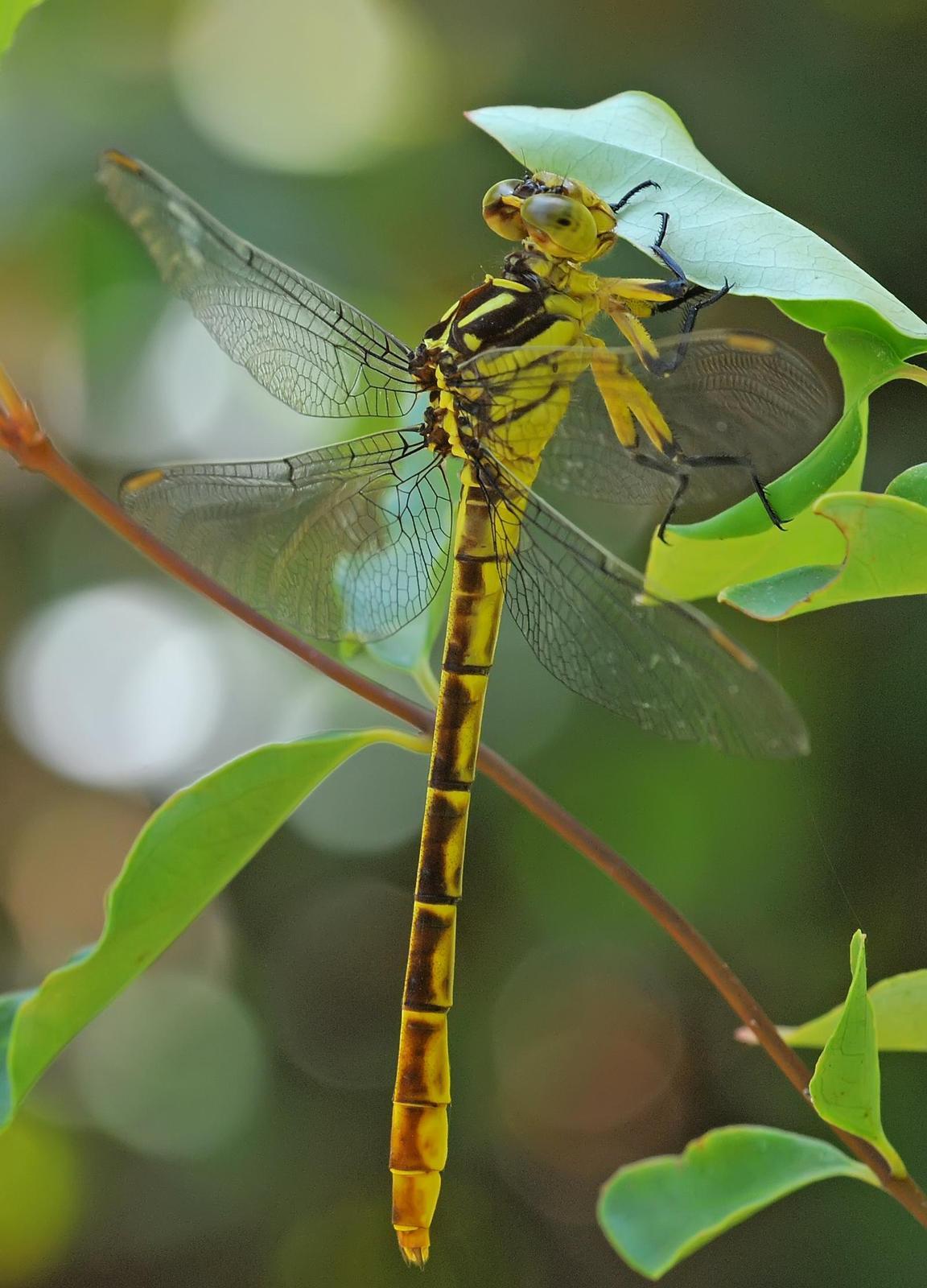 Shining Clubtail Photo by marion dobbs