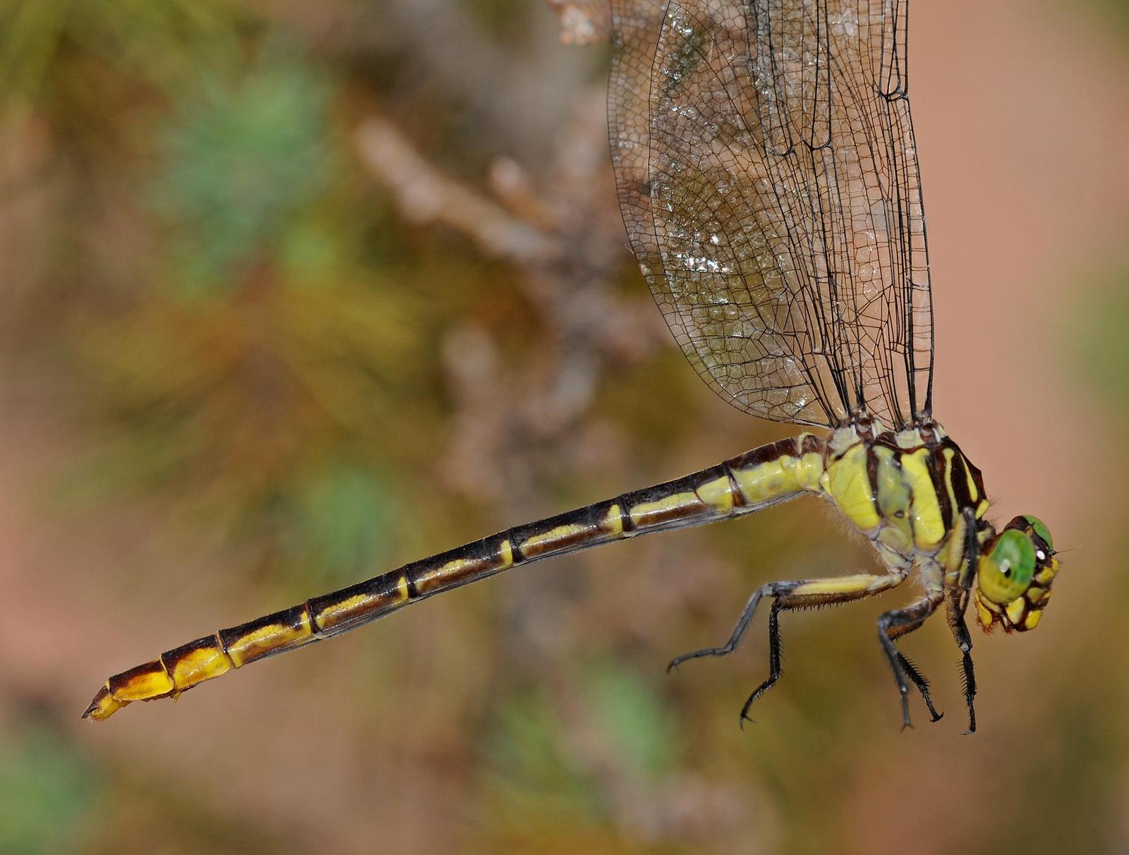 Laura's Clubtail Photo by marion dobbs