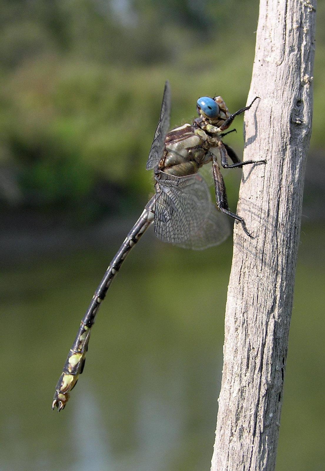 Olive Clubtail Photo by Nathan Kohler