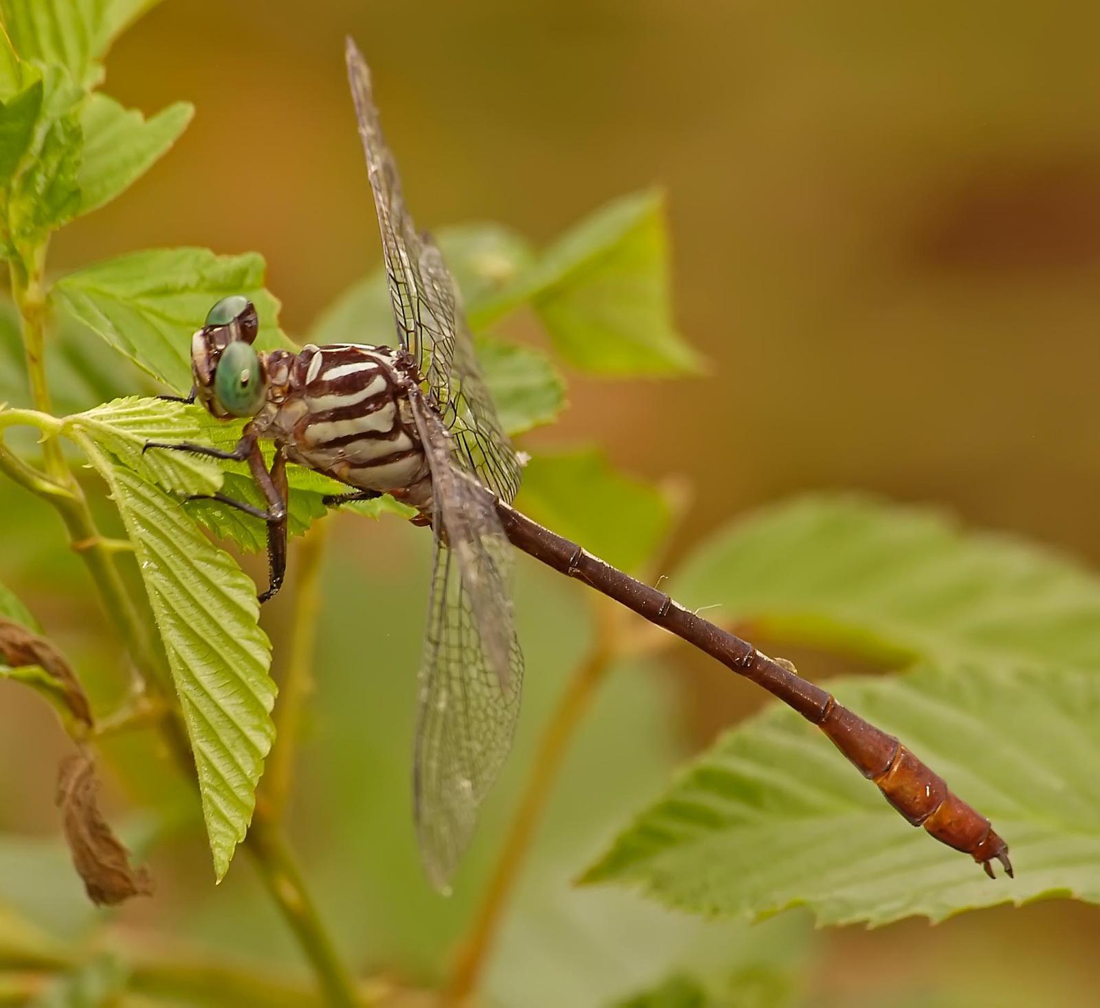 Russet-tipped Clubtail Photo by marion dobbs