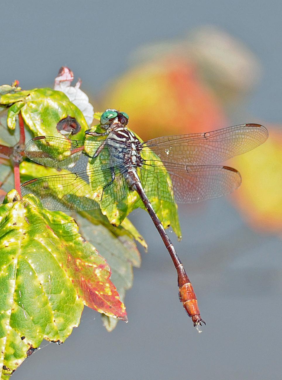 Russet-tipped Clubtail Photo by marion dobbs