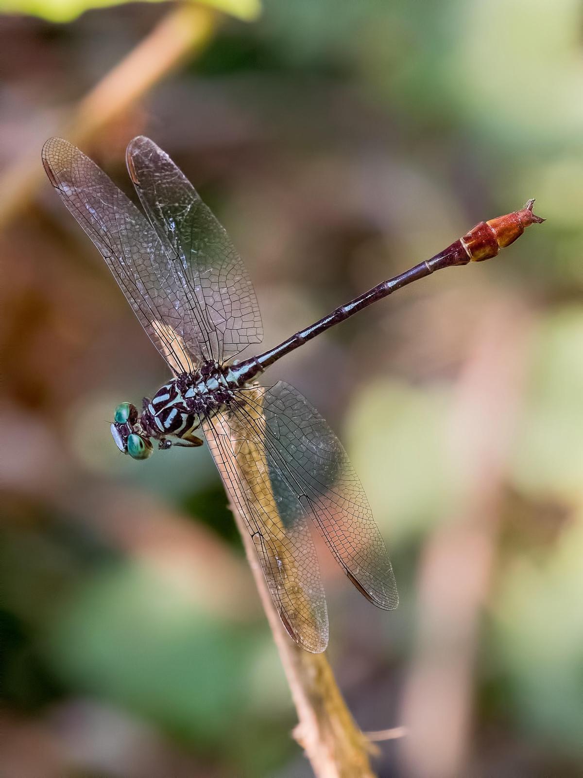 Russet-tipped Clubtail Photo by Michael Moore