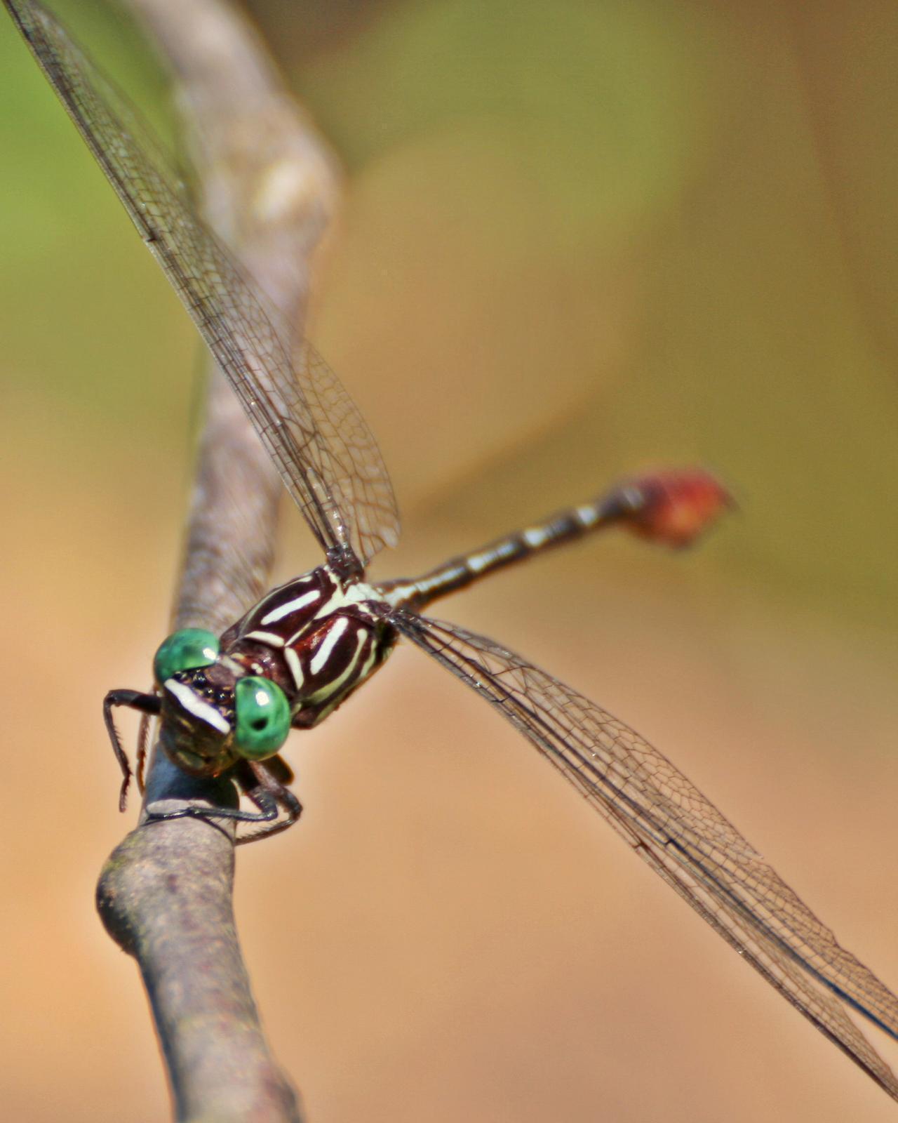 Russet-tipped Clubtail Photo by Andrew Theus