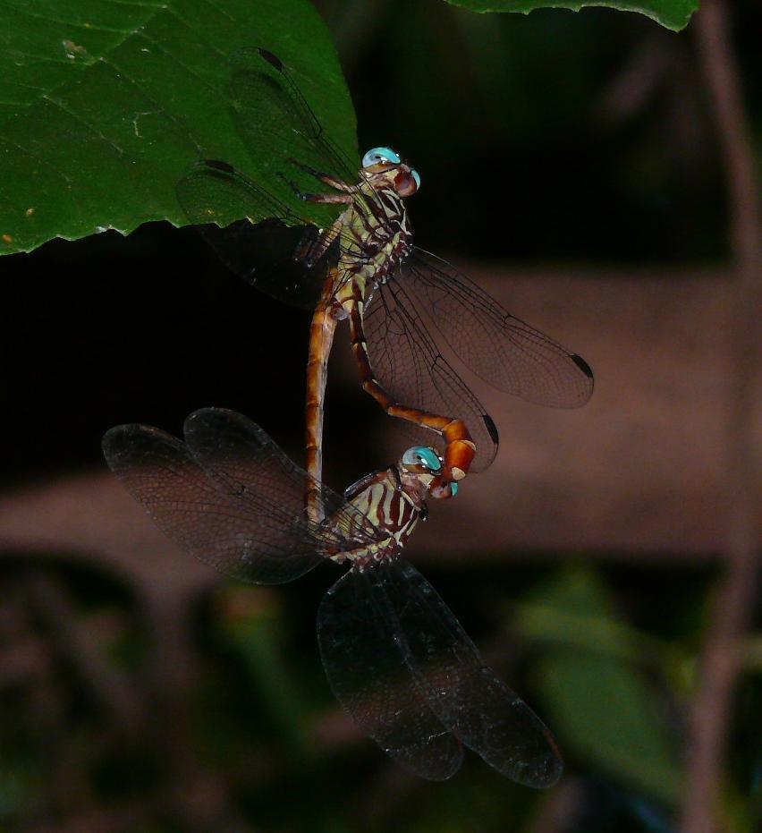 Russet-tipped Clubtail Photo by Victor Fazio