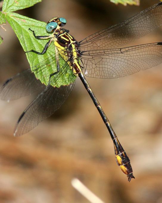 Yellow-sided Clubtail Photo by Terry Hibbitts