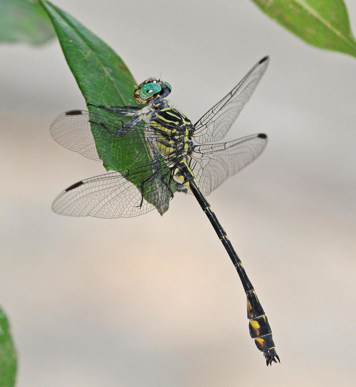 Townes' Clubtail Photo by marion dobbs