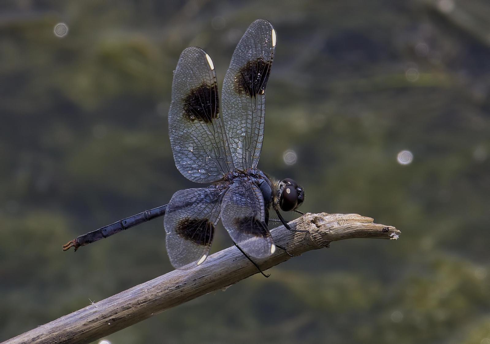 Four-spotted Pennant Photo by Michael Moore