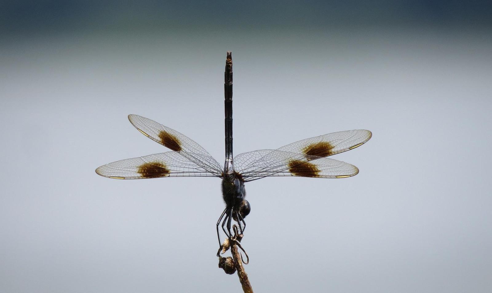 Four-spotted Pennant Photo by Victor Fazio