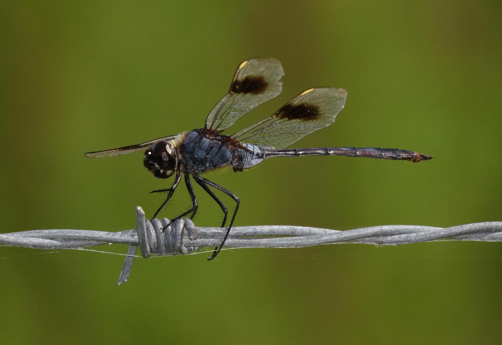 Four-spotted Pennant Photo by Victor Fazio