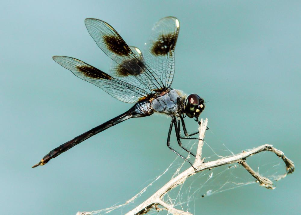 Four-spotted Pennant Photo by Tony Schoch