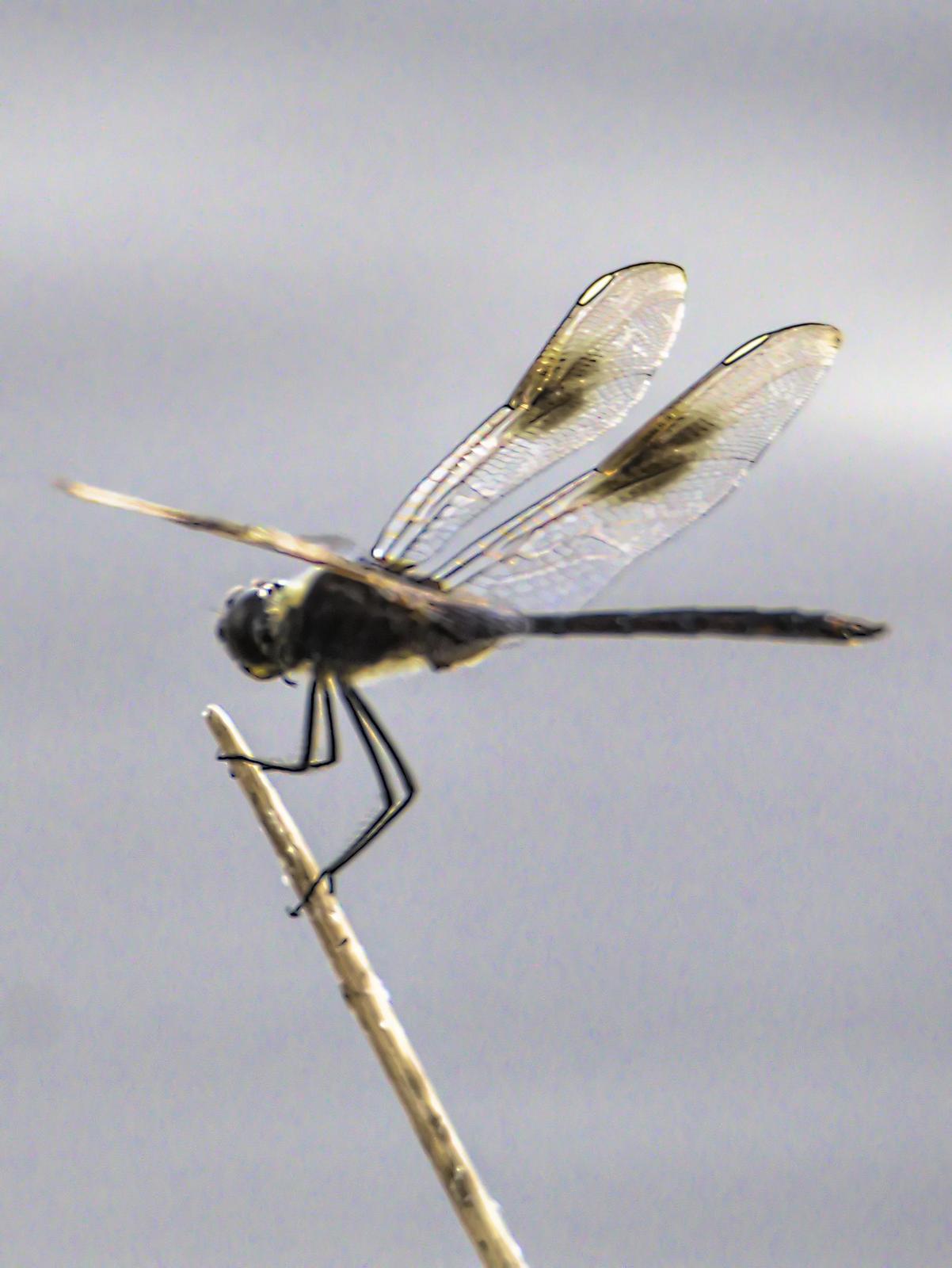 Four-spotted Pennant Photo by Dan Tallman