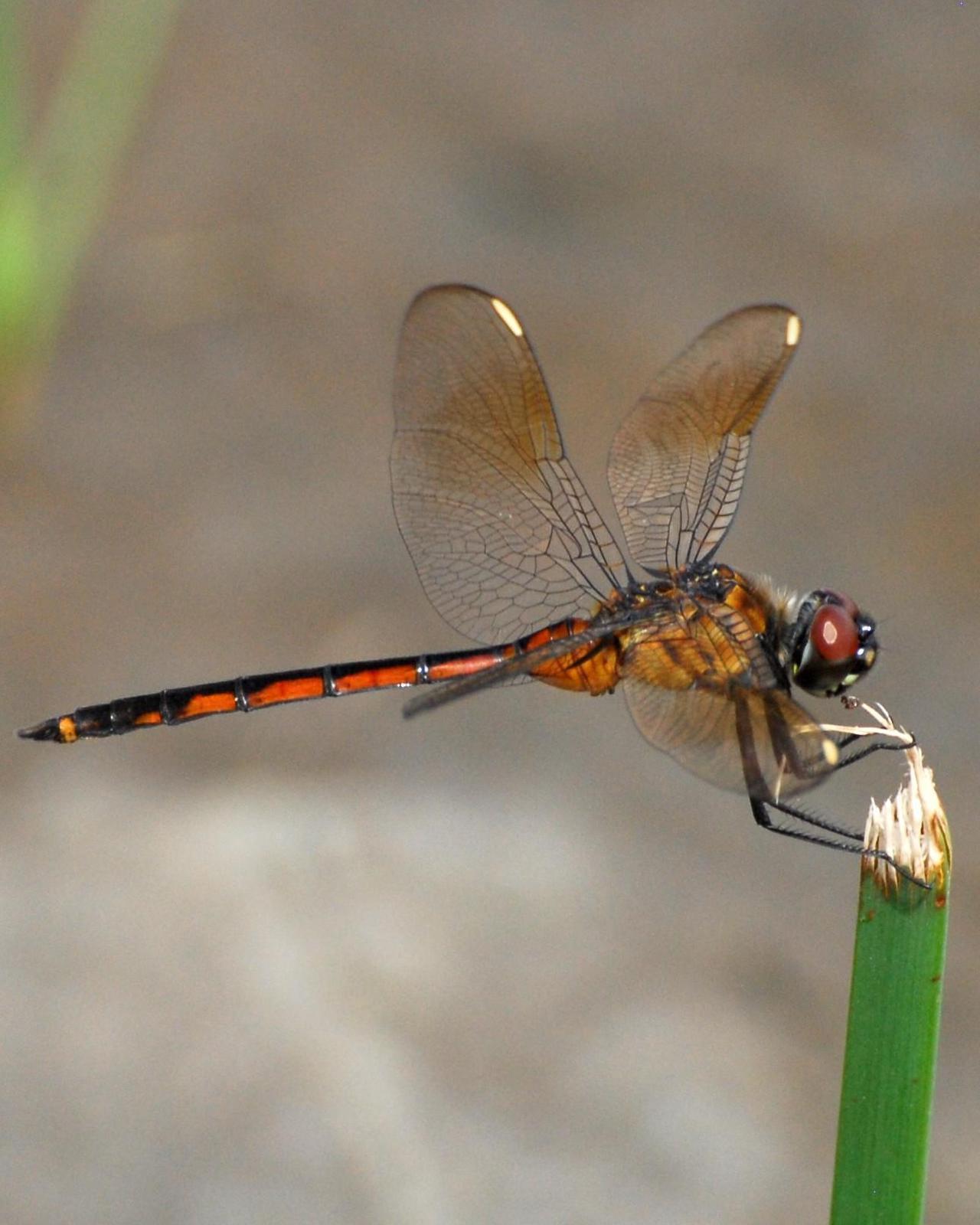 Four-spotted Pennant Photo by David Hollie