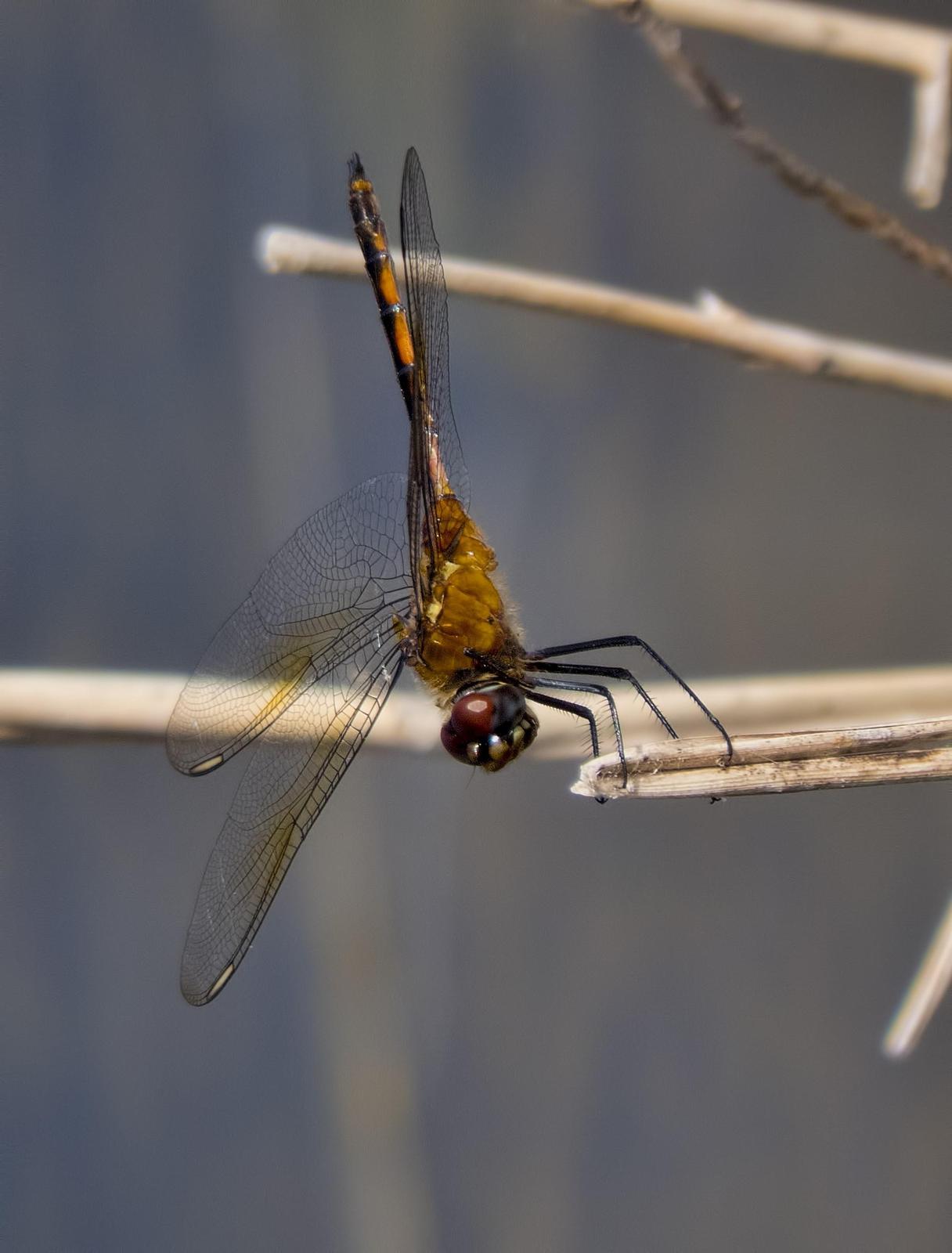 Four-spotted Pennant Photo by Michael Moore