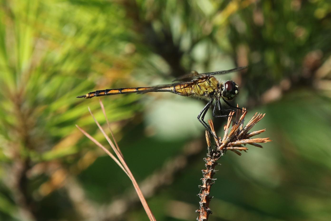 Four-spotted Pennant Photo by Kristy Baker