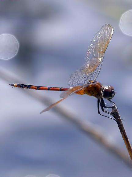 Four-spotted Pennant Photo by Dan Tallman