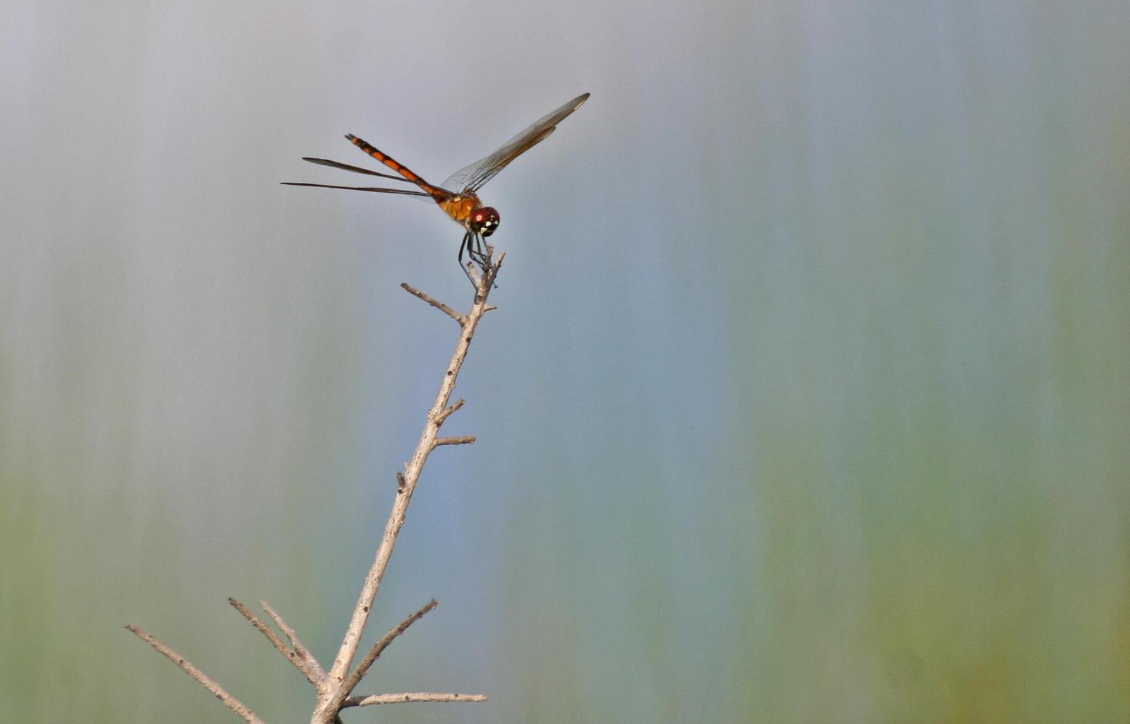 Four-spotted Pennant Photo by Andrew Theus