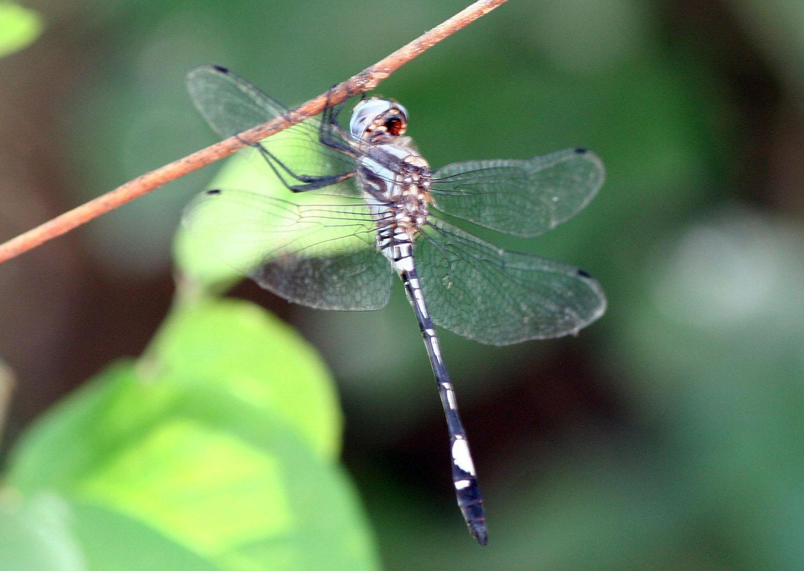 Pale-faced Clubskimmer Photo by John Sterling