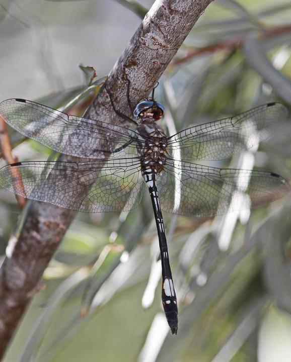Pale-faced Clubskimmer Photo by Alison Sheehey