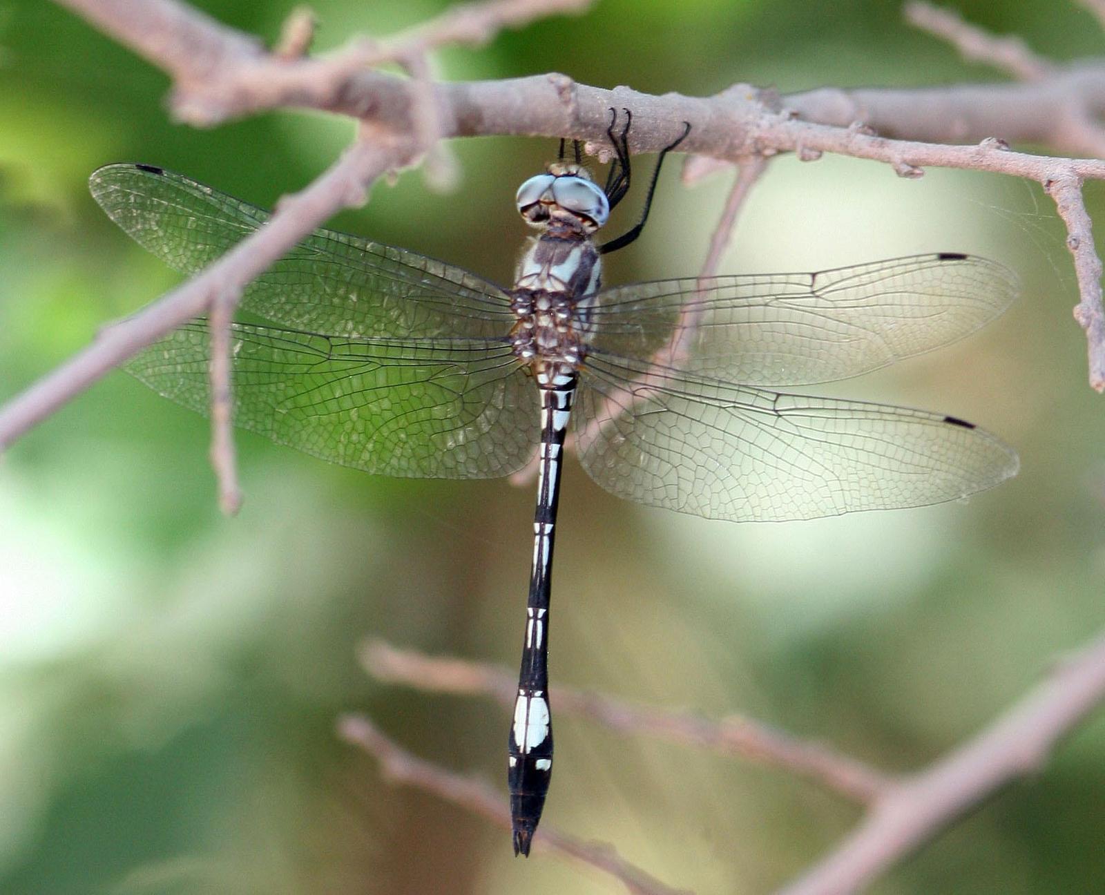 Pale-faced Clubskimmer Photo by John Sterling